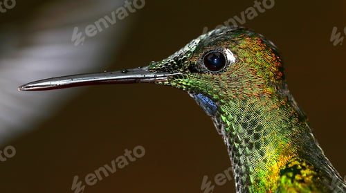 Preview: Hummingbird, Maquipucuna Cloudforest Reserve, Ecuador