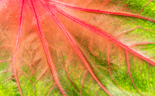 Preview: Caladium red and green leaf texture background with top view close up, Structure line caladium leave