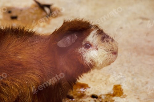 Preview: Guinea pig is a mammal
