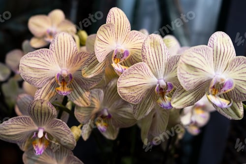 Preview: Orchid flowers