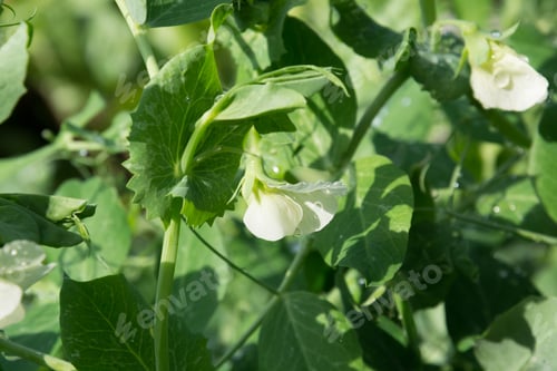 Preview: Green peas on bed, homegrown vegetables. Summer organic harvest. Outdoors. Horticulture.