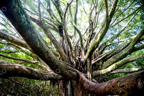 Preview: Man on tropical island climbing tree limbs