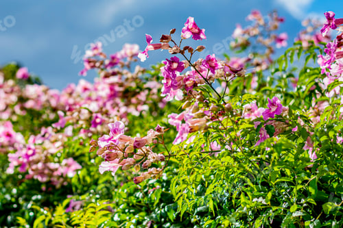 Preview: Beautiful day