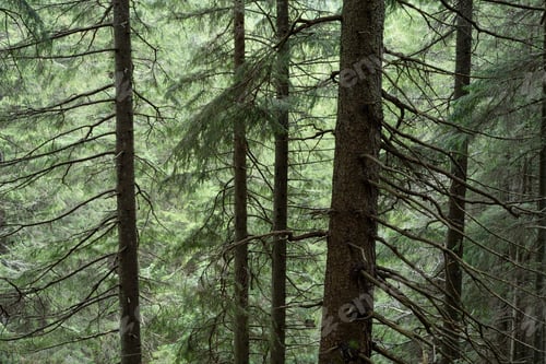 Preview: Dense fir forest