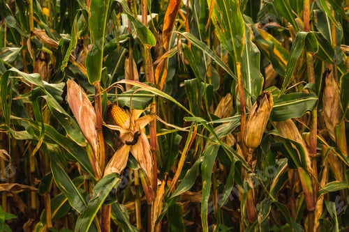 Preview: Corn in cob in field. Brown and green leaves, Autumn time
