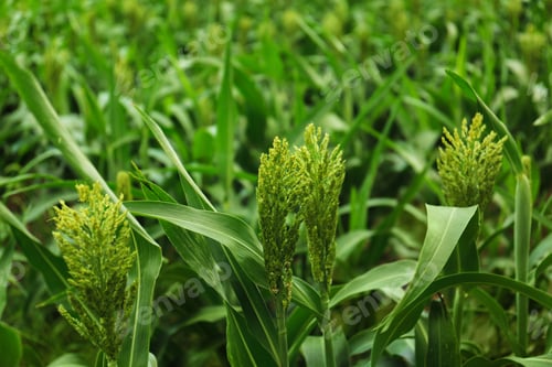 Preview: Green corn plants growing on field. Organic farming