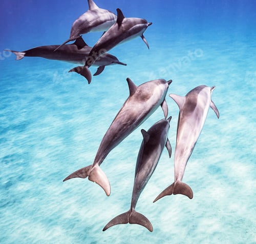 Preview: Fish underwater photo, shallow underwater seascape