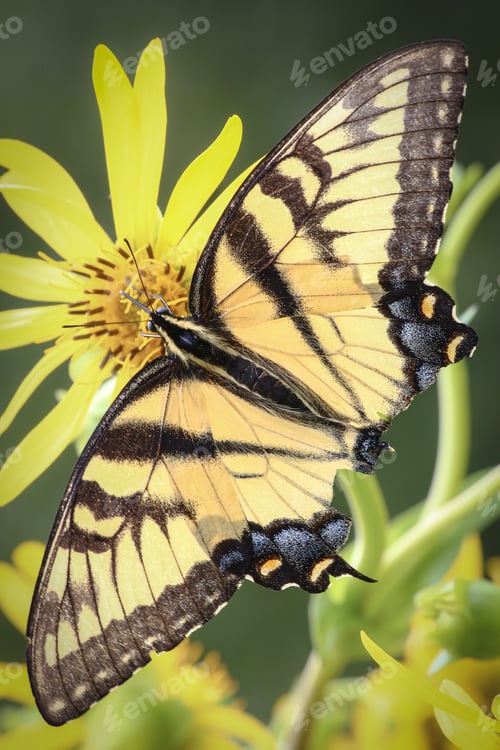 Preview: Closeup macro of a brightly yellow colored swallowtail butterfly perched on a yellow flower.