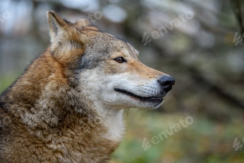 Preview: Close up portrait wolf in autumn forest background