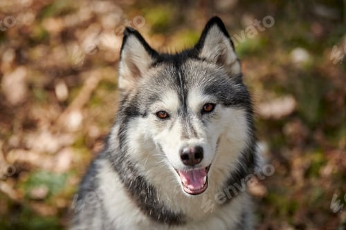 Preview: Siberian Husky dog portrait with brown eyes and gray coat color, cute sled dog breed