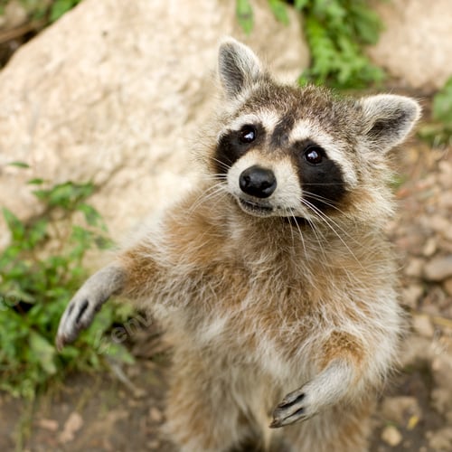 Preview: Raccoon