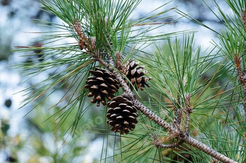 Preview: close up cones on an evergreen tree branch in the forest