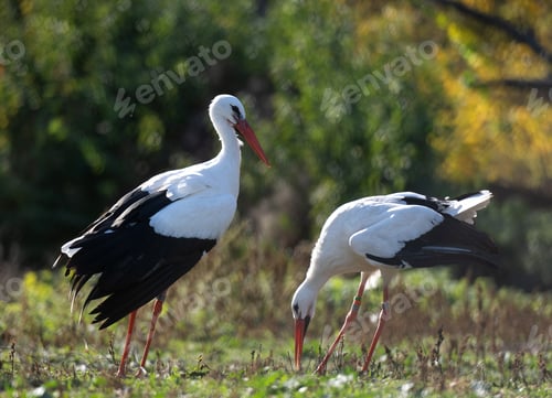 Preview: Two White Storks Are Conflicting