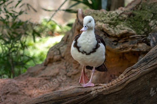 Preview: Radjah Shelduck (Radjah radjah) - Waterfowl