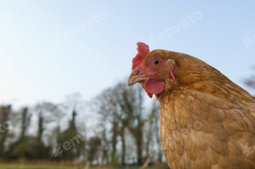 Preview: Chicken outside
