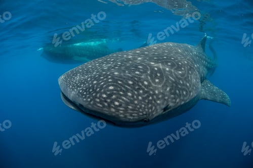 Preview: Large whale sharks (Rhincodon typus) feeding on fish eggs at sea surface, Isla Mujeres, Mexico