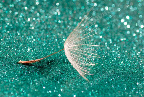Preview: Fluff of a big dandelion on a green shiny background,bokeh natural background.