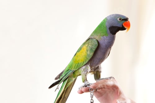 Preview: Close-up of a pet parrot
