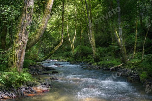 Preview: The current of a river winds through native forests