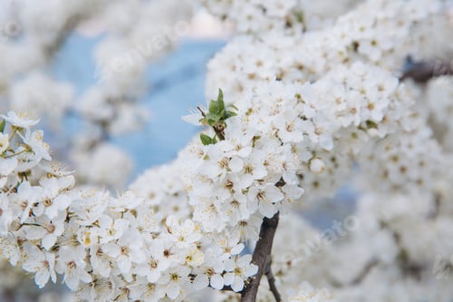 Preview: Spring seasonal background with white flowers, natural easter floral image with copy space