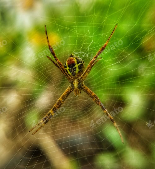 Preview: Spider on web