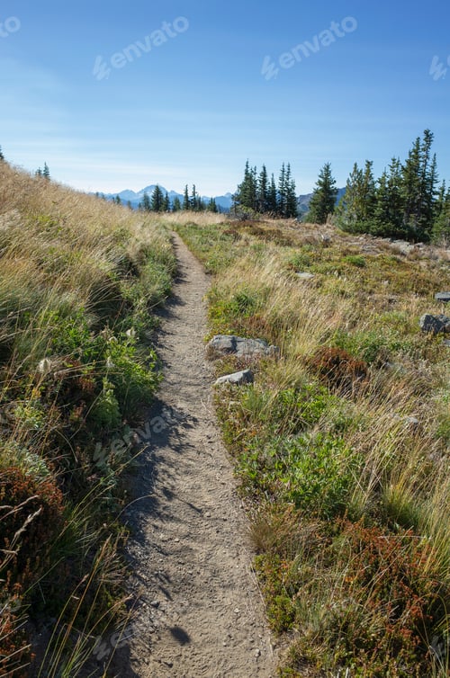 Preview: Path through alpine meadows in the mountains on the Pacific Crest Trail
