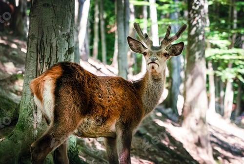 Preview: Wild deer in the forest