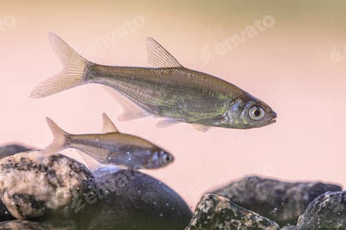 Preview: Bleak or Common Bleak Freshwater Fish