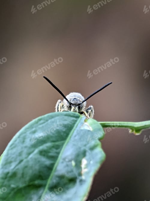 Preview: Scoliidae wasp, Yellow Hairy Flower Wasp