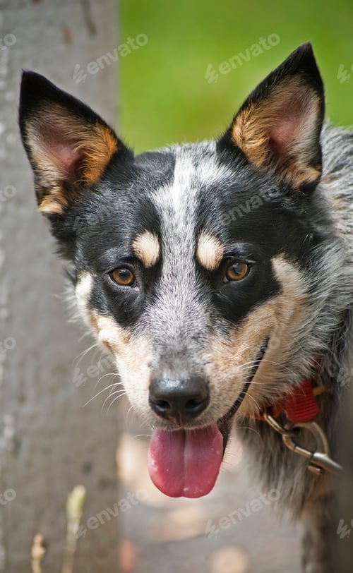 Preview: Blue Heeler Dog
