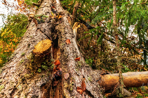 Preview: Old tree stump sprinkled with fallen leaves in the autumn forest