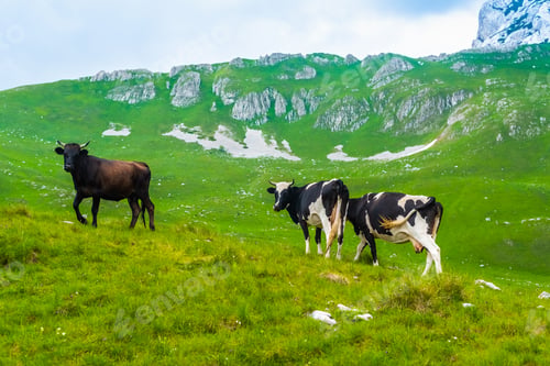Preview: cows grazing on green valley in Durmitor massif, Montenegro