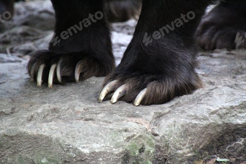 Preview: Low angle closeup of a bear's paws