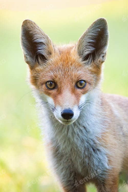 Preview: Vertical close-up portrait of red fox with blurred green background