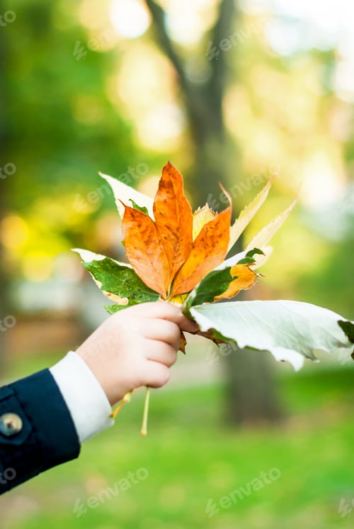Preview: A bouquet of colorful autumn leaves in the hands of the little girl.