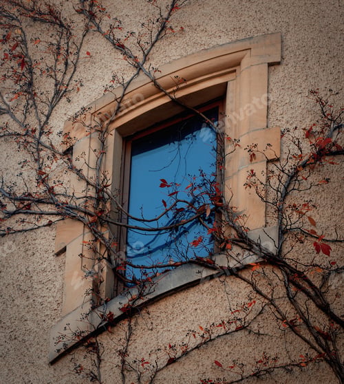 Preview: Window in Art Nouveau style with virginia creeper on a wall