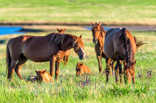 Preview: Wild horses grazing on summer meadow