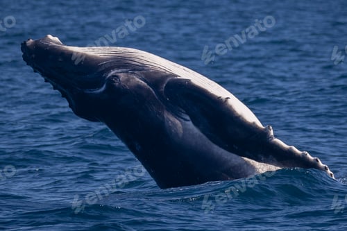 Preview: Big blue whale jumps out of water