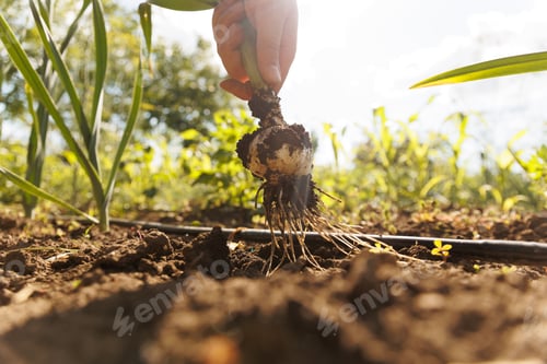 Preview: Crop man hand harvesting onion on sunny day