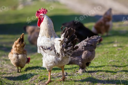 Preview: Close-up of big beautiful white well fed rooster proudly guarding flock
