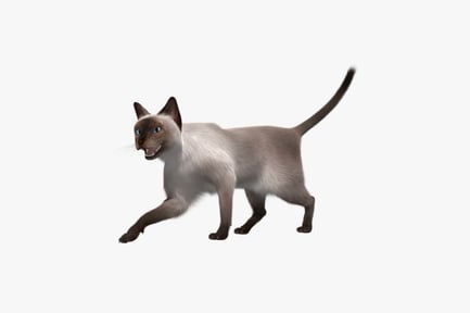 Preview: Alert Siamese Cat Prowling