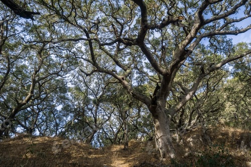Preview: Coastal live oak forest