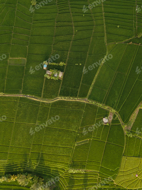 Preview: Aerial view of rice fields,Bali,Indonesia