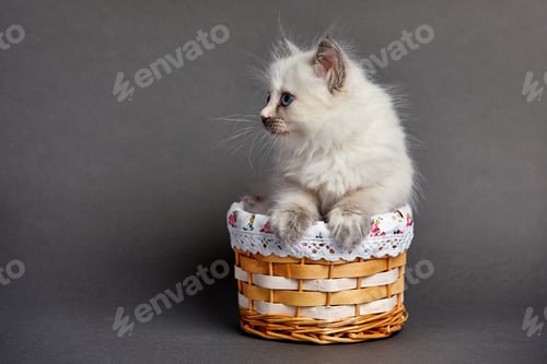 Preview: A beautiful kitten with blue eyes sits in a basket. With place for text.