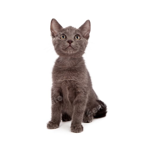 Preview: Grey kitten looking up