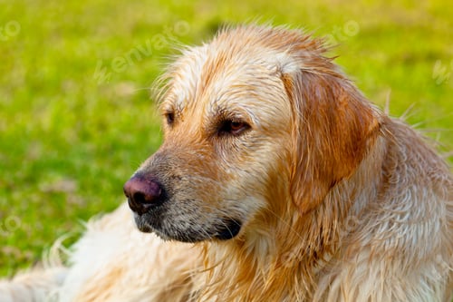 Preview: Golden Retriever