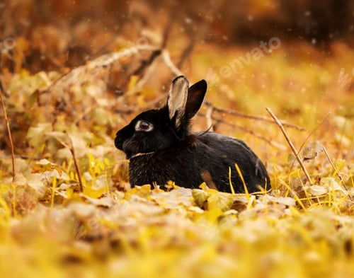 Preview: Black rabbit resting among colorful autumn leaves