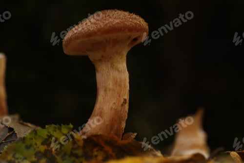 Preview: mushroom, fungus, forest, food, nature, brown, autumn, season, fungi, edible, cap, macro, healthy, n