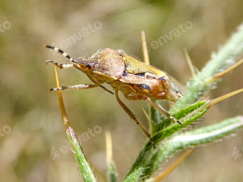 Preview: Close-up of a brown marmorated stink bug on a plant in France