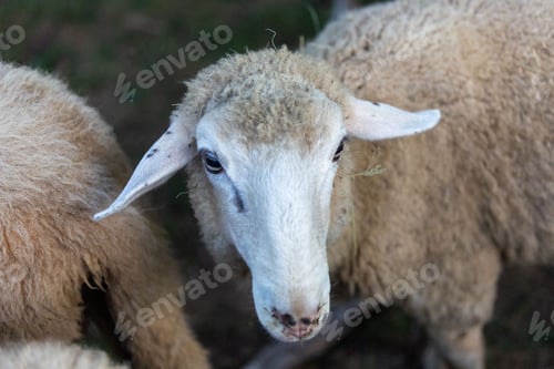 Preview: White sheep standing in a lush green grassy field, gazing into the horizon
